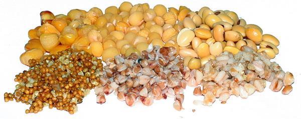 Papa-bun pt pesti - boabesiseminte.jpg